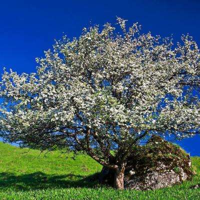 好彩网手机app下载